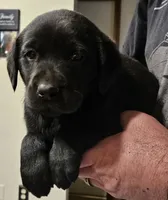 Orange Collar Male, a male Labrador Retriever for sale in Yakima, WA – Photo 4 of 9