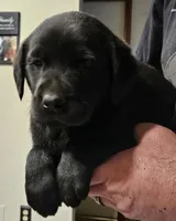 Orange Collar Male, a male Labrador Retriever for sale in Yakima, WA – Photo 3 of 9