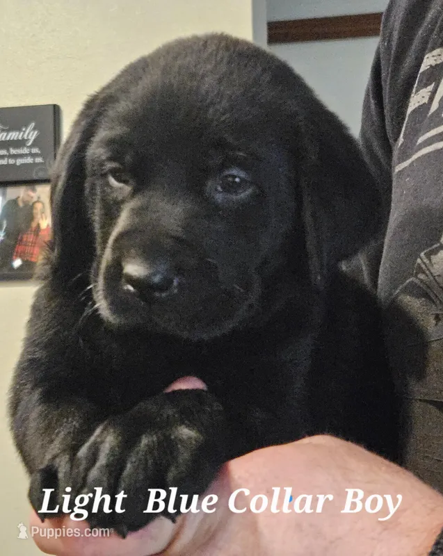 Light Blue Collar Male