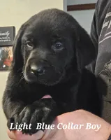 Light Blue Collar Male, a male Labrador Retriever for sale in Yakima, WA – Photo 1 of 6