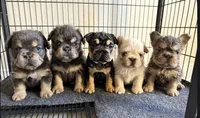 🧸 Bluey 🧸 , a male French Bulldog for sale in Las Vegas, NV – 4 of 5