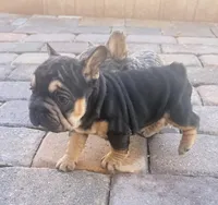 Blacky, a female French Bulldog for sale in Las Vegas, NV – 5 of 6
