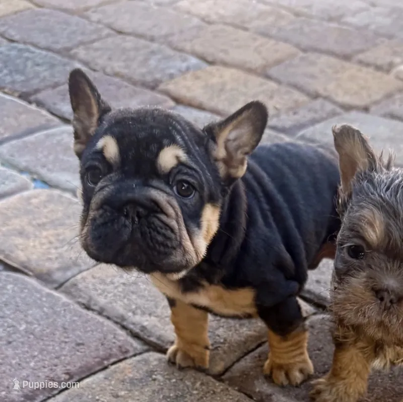 Blacky – French Bulldog puppy for sale in Las Vegas, NV
