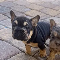 Blacky, a female French Bulldog for sale in Las Vegas, NV – 1 of 6
