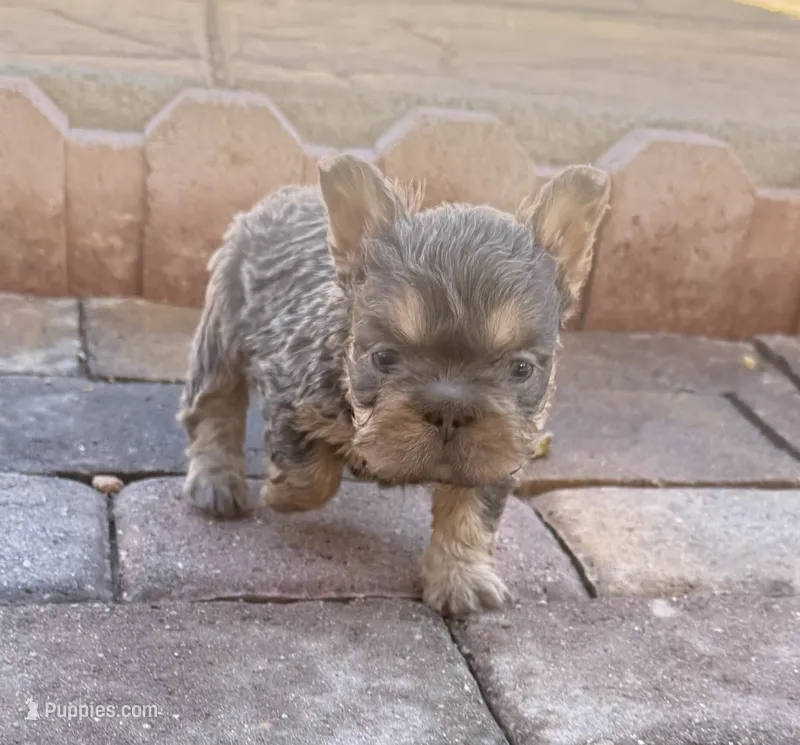 🧸 Bluey 🧸  – French Bulldog puppy for sale in Las Vegas, NV