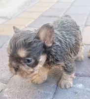 🧸 Bluey 🧸 , a male French Bulldog for sale in Las Vegas, NV – 3 of 5