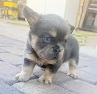 🧸 Waldorf🧸, a male French Bulldog for sale in Las Vegas, NV – 3 of 4