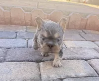 🧸 Bluey 🧸 , a male French Bulldog for sale in Las Vegas, NV – 2 of 5
