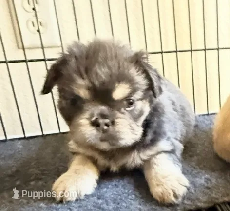 🧸 Waldorf🧸, a male French Bulldog for sale in Las Vegas, NV – 1 of 4