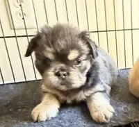 🧸 Waldorf🧸, a male French Bulldog for sale in Las Vegas, NV – 1 of 4
