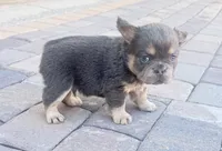 🧸 Waldorf🧸, a male French Bulldog for sale in Las Vegas, NV – 2 of 4