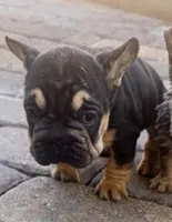 Blacky, a female French Bulldog for sale in Las Vegas, NV – 2 of 6