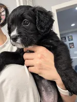 Zara, a female Border Collie and Cavapoo for sale in Rahway, NJ – 2 of 10