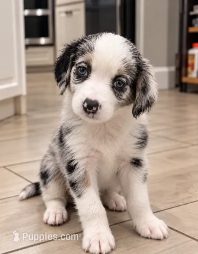 Mila – Border Collie, Cavapoo puppy for sale in Rahway, NJ