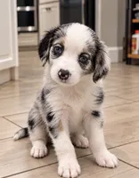 Mila, a female Border Collie and Cavapoo for sale in Rahway, NJ – 1 of 8