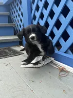 Shadow, a male Border Collie and Cavapoo for sale in Rahway, NJ – Photo 6 of 7