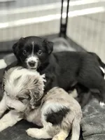 Shadow, a male Border Collie and Cavapoo for sale in Rahway, NJ – Photo 3 of 7