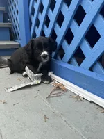 Shadow, a male Border Collie and Cavapoo for sale in Rahway, NJ – Photo 7 of 7
