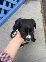 Shadow, a male Border Collie and Cavapoo for sale in Rahway, NJ – Photo 5 of 7