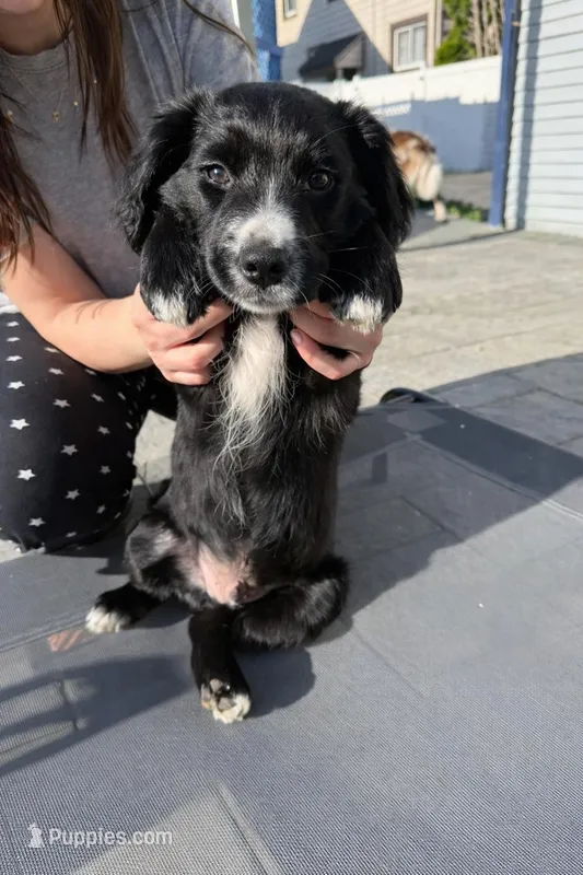 Shadow – Border Collie, Cavapoo puppy for sale in Rahway, NJ