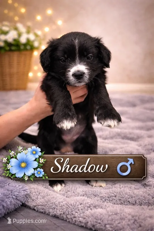 Shadow – Border Collie, Cavapoo puppy for sale in Rahway, NJ