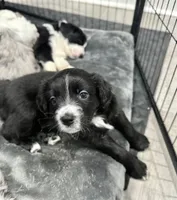Shadow, a male Border Collie and Cavapoo for sale in Rahway, NJ – Photo 4 of 7