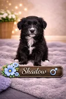 Shadow, a male Border Collie and Cavapoo for sale in Rahway, NJ – Photo 2 of 7