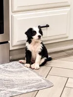 Panda, a male Border Collie and Cavapoo for sale in Rahway, NJ – 4 of 5