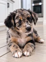 Coco, a female Border Collie and Cavapoo for sale in Rahway, NJ – 3 of 3