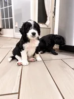 Oreo, a male Border Collie and Cavapoo for sale in Rahway, NJ – 7 of 8