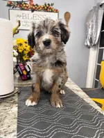 Zeus, a male Border Collie and Cavapoo for sale in Rahway, NJ – 7 of 8