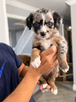 Hazel, a female Border Collie and Cavapoo for sale in Rahway, NJ – 2 of 5