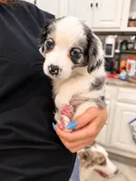 Mila, a female Border Collie and Cavapoo for sale in Rahway, NJ – 6 of 8