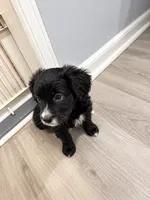 Zara, a female Border Collie and Cavapoo for sale in Rahway, NJ – 4 of 10