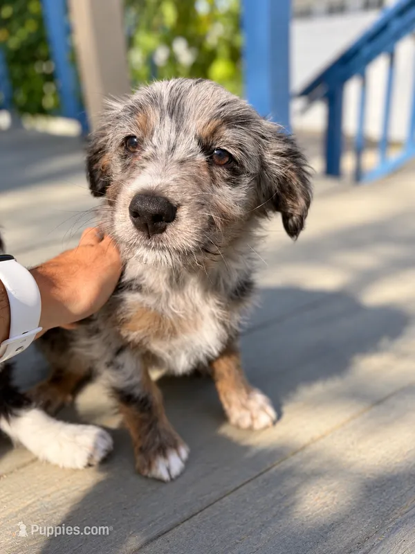 Zeus – Border Collie, Cavapoo puppy for sale in Rahway, NJ