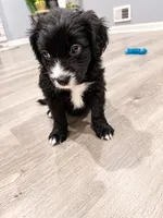 Panther, a male Border Collie and Cavapoo for sale in Rahway, NJ – 10 of 10