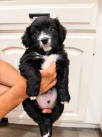 Panther, a male Border Collie and Cavapoo for sale in Rahway, NJ – 3 of 10