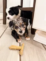 Nova, a female Border Collie and Cavapoo for sale in Rahway, NJ – 2 of 6