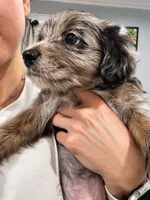 Zeus, a male Border Collie and Cavapoo for sale in Rahway, NJ – 4 of 8