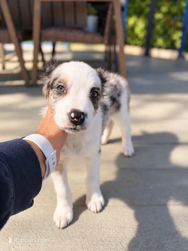 Mila – Border Collie, Cavapoo puppy for sale in Rahway, NJ