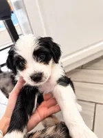 Panda, a male Border Collie and Cavapoo for sale in Rahway, NJ – 3 of 5