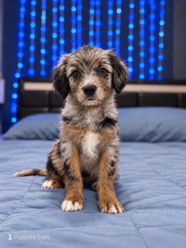 Zeus – Border Collie, Cavapoo puppy for sale in Rahway, NJ