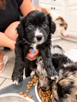 Panther, a male Border Collie and Cavapoo for sale in Rahway, NJ – 2 of 10