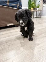 Zara, a female Border Collie and Cavapoo for sale in Rahway, NJ – 9 of 10
