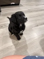 Zara, a female Border Collie and Cavapoo for sale in Rahway, NJ – 10 of 10