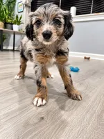 Zeus, a male Border Collie and Cavapoo for sale in Rahway, NJ – 6 of 8