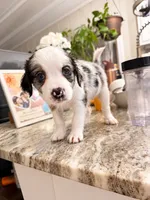 Mila, a female Border Collie and Cavapoo for sale in Rahway, NJ – 4 of 8