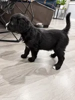 Zara, a female Border Collie and Cavapoo for sale in Rahway, NJ – 7 of 10