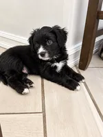 Panther, a male Border Collie and Cavapoo for sale in Rahway, NJ – 7 of 10