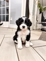 Oreo, a male Border Collie and Cavapoo for sale in Rahway, NJ – 2 of 8